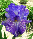 Iris - Vilkdalgis - Batik